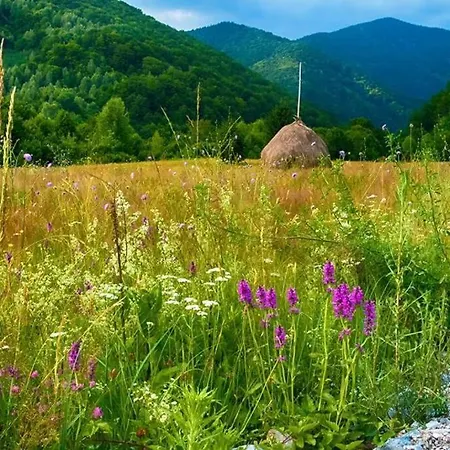 Holiday home The Green House - Apuseni Mountains Pietroasa (Bihor)